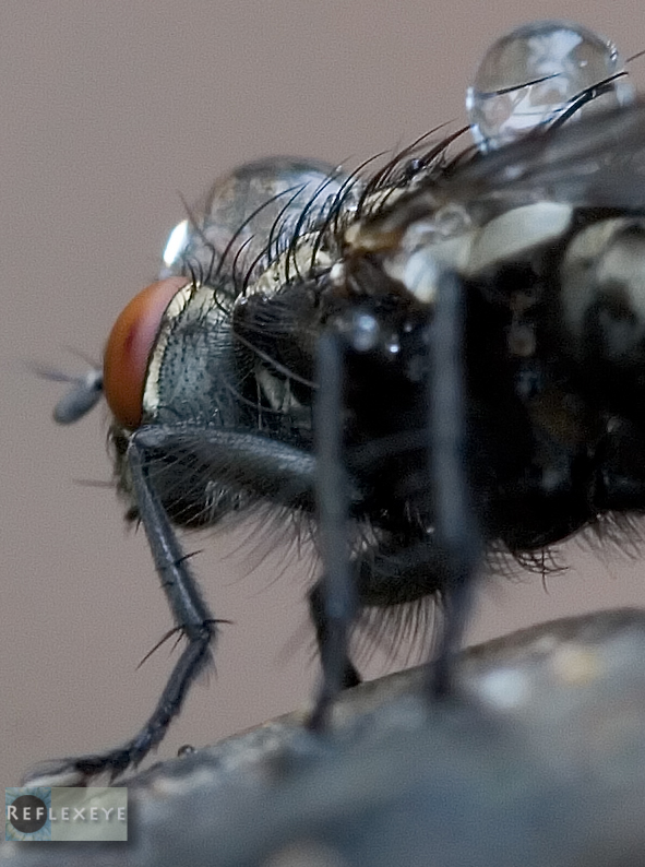 Wet fly 2